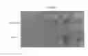 Fig. 02 - Organosiloxane composition having high refractive index and applications containing the same
