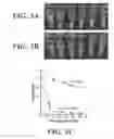 Fig. 04 - Affinity tags and processes for purifying and immobilizing proteins using same