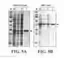 Fig. 06 - Affinity tags and processes for purifying and immobilizing proteins using same