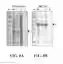 Fig. 10 - Affinity tags and processes for purifying and immobilizing proteins using same