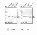 Fig. 11 - Affinity tags and processes for purifying and immobilizing proteins using same