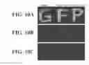Fig. 12 - Affinity tags and processes for purifying and immobilizing proteins using same