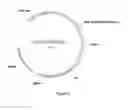Fig. 03 - Complexes of cytomegalovirus proteins