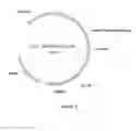 Fig. 04 - Complexes of cytomegalovirus proteins