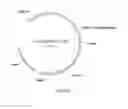 Fig. 05 - Complexes of cytomegalovirus proteins