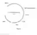 Fig. 06 - Complexes of cytomegalovirus proteins