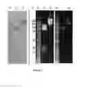 Fig. 07 - Complexes of cytomegalovirus proteins