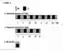 Fig. 10 - Nucleotide sequences, vectors and host cells