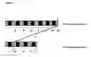 Fig. 12 - Nucleotide sequences, vectors and host cells