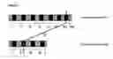 Fig. 13 - Nucleotide sequences, vectors and host cells