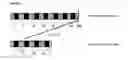Fig. 15 - Nucleotide sequences, vectors and host cells
