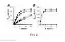 Fig. 06 - REGULATION OF SODIUM CHANNELS BY PLUNC PROTEINS