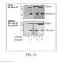 Fig. 09 - REGULATION OF SODIUM CHANNELS BY PLUNC PROTEINS