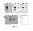 Fig. 23 - REGULATION OF SODIUM CHANNELS BY PLUNC PROTEINS