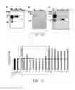 Fig. 24 - REGULATION OF SODIUM CHANNELS BY PLUNC PROTEINS
