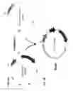 Fig. 05 - Methods of producing two chain proteins in bacteria