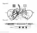 Fig. 06 - Insertable variable fragments of antibodies and modified A1-A2 domains of NKG2D ligands