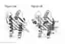 Fig. 13 - Insertable variable fragments of antibodies and modified A1-A2 domains of NKG2D ligands