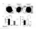 Fig. 03 - Anti-S100A4 antibody molecules and their uses