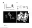 Fig. 05 - Anti-S100A4 antibody molecules and their uses