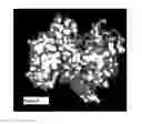 Fig. 07 - Anti-S100A4 antibody molecules and their uses