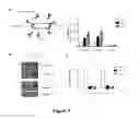 Fig. 08 - Anti-S100A4 antibody molecules and their uses