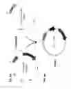 Fig. 05 - Methods of producing two chain proteins in bacteria