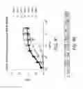 Fig. 20 - Methods of inhibiting growth of a colon cancer tumor in a subject by administering monoclonal antibodies to G protein-coupled receptor 49 (GPR49)