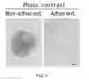 Fig. 05 - Cancer stem cell-specific molecule