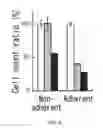 Fig. 09 - Cancer stem cell-specific molecule