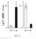 Fig. 13 - Cancer stem cell-specific molecule