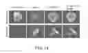 Fig. 15 - Cancer stem cell-specific molecule
