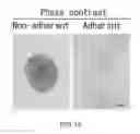 Fig. 19 - Cancer stem cell-specific molecule