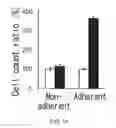 Fig. 20 - Cancer stem cell-specific molecule