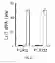 Fig. 28 - Cancer stem cell-specific molecule