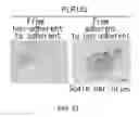 Fig. 34 - Cancer stem cell-specific molecule