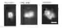 Fig. 42 - Cancer stem cell-specific molecule
