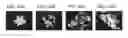 Fig. 46 - Cancer stem cell-specific molecule