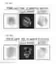 Fig. 48 - Cancer stem cell-specific molecule