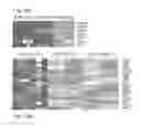 Fig. 52 - Cancer stem cell-specific molecule