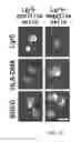 Fig. 53 - Cancer stem cell-specific molecule