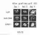 Fig. 54 - Cancer stem cell-specific molecule
