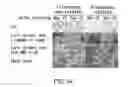 Fig. 56 - Cancer stem cell-specific molecule