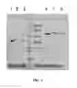 Fig. 05 - Covalent diabodies and uses thereof