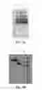 Fig. 17 - Covalent diabodies and uses thereof