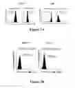 Fig. 05 - Isolated human mesenchymal stem cell expressing a bispecific antibody that binds CD33 and CD3
