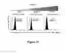 Fig. 06 - Isolated human mesenchymal stem cell expressing a bispecific antibody that binds CD33 and CD3