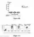 Fig. 09 - Isolated human mesenchymal stem cell expressing a bispecific antibody that binds CD33 and CD3