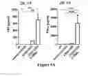 Fig. 11 - Isolated human mesenchymal stem cell expressing a bispecific antibody that binds CD33 and CD3