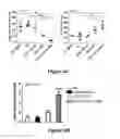 Fig. 14 - Isolated human mesenchymal stem cell expressing a bispecific antibody that binds CD33 and CD3